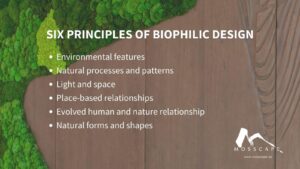 Six principles of biophilic design