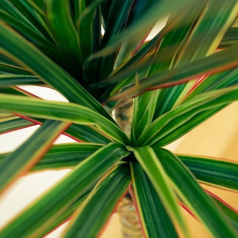 Dracaena