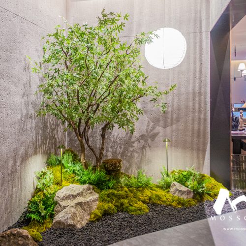 Indoor Plants