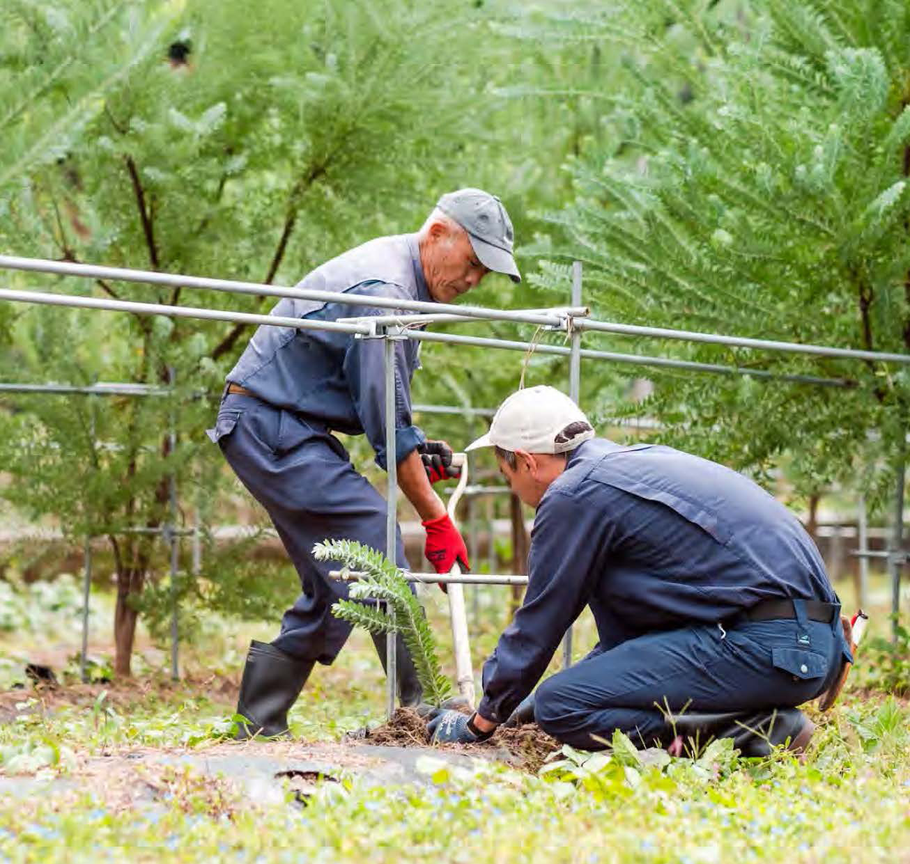 How to Choose the Right Green Wall Supplier in Singapore